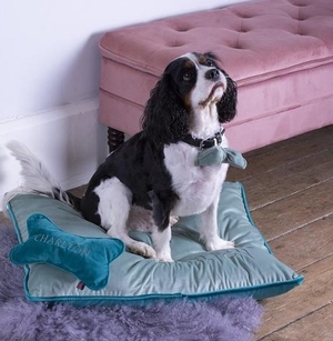 Ethical gift and homewares brand, Green & Heath, enters the pet market